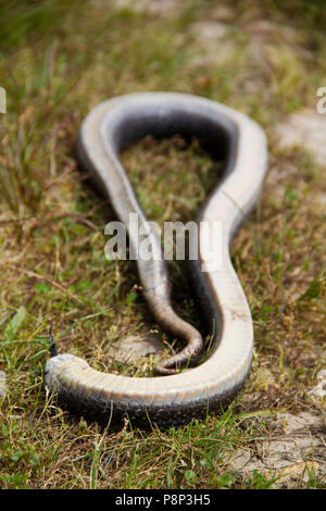 Eastern hognose snake (heterodon platyrhinos) tot Raubtiere abzuhalten Stockfoto