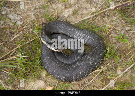 Eastern hognose Snake aufgewickelt im Gras Stockfoto