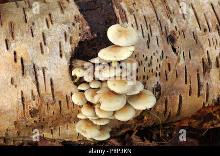 Sulphur Tuft Stockfoto