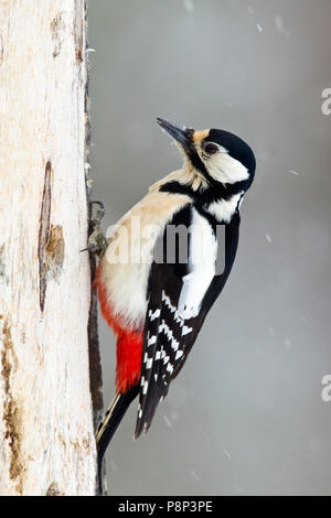 Weibliche Buntspecht Fütterung auf Baum Stockfoto