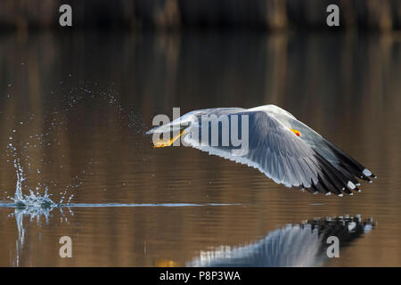 Nach flying Yellow-legged Gull, Larus michahellis Stockfoto