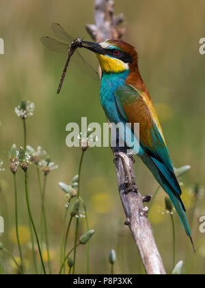 Thront europäischen Bienenfresser (Merops apiaster) Holding Insekt in ihren Gesetzentwurf Stockfoto