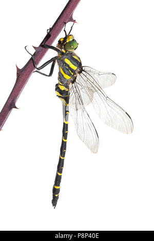 Golden-Dragonfly Beringt vor einem weißen Hintergrund isoliert Stockfoto