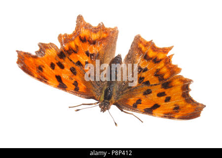 Komma Schmetterling vor einem weißen Hintergrund isoliert Stockfoto