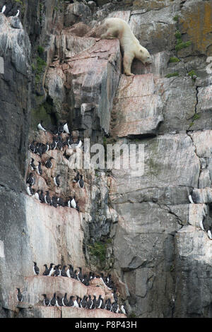 Ein Eisbär Abstieg der Vogel Felsen von ein paar Alkefjellet Brunnich's Guillemot Küken zu ergreifen. Stockfoto