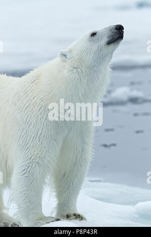 Eine Nahaufnahme Bild eines Eisbären auf dem Packeis. Stockfoto