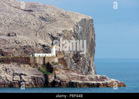 Gannet Kolonie auf Rock Island die Bass Rock in der Nordsee. Europa Stockfoto