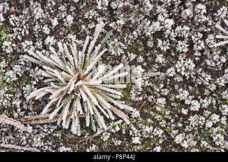 Eingefrorene graue Haare - Gras als Winter Detail in der Wekeromse Zand. Stockfoto