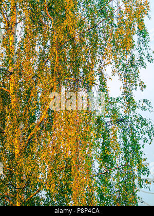 Herbstliche Birken Stockfoto