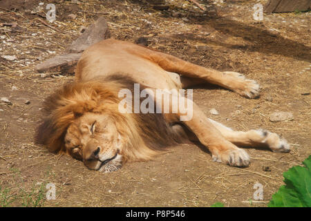 Ein männlicher Löwe schlafen im Zoo, streckte und entspannt Stockfoto