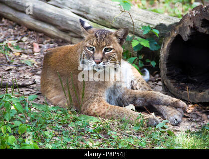 Rotluchs (Lynx rufus) im Gras ruhen Stockfoto