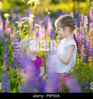 Zwei süße kleine Schwestern in blühenden Lupinen Feld auf Sommerzeit Stockfoto