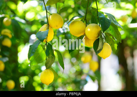 Bündel frische reife Zitronen auf einem Lemon Tree Branch im sonnigen Garten Stockfoto