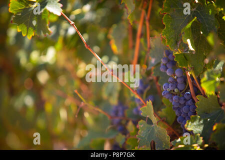 Reife Trauben am Weinstock für Wein Stockfoto