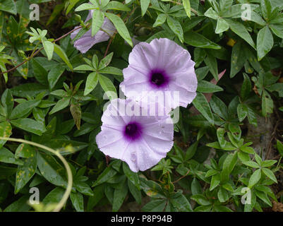 Ipomoea purpurea Anlage mit Blumen an der Küste von San Roque See, Villa Carlos Paz, Cordoba, Argentinien. Stockfoto