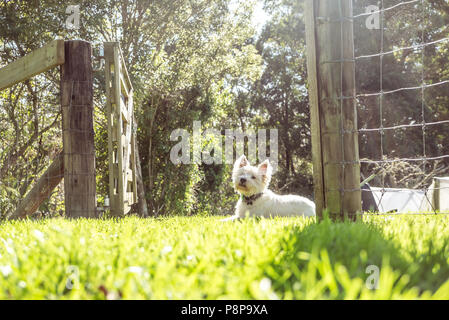 West Highland White Terrier Westie Hund auf Gras im Garten mit Tor und Zaun in Neuseeland, NZ Stockfoto