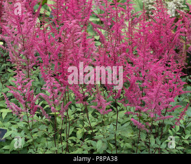 Astilbe Collettes Charme in Garten Grenze Stockfoto