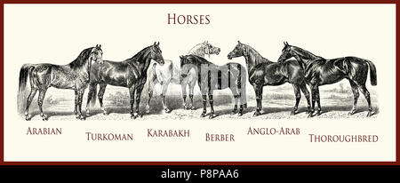 Vintage equestrian Illustration, Pferd reinrassig Porträts: Arabische, Turkoman, Karabach, Berber, Anglo-Arab, englische Vollblüter, Stockfoto