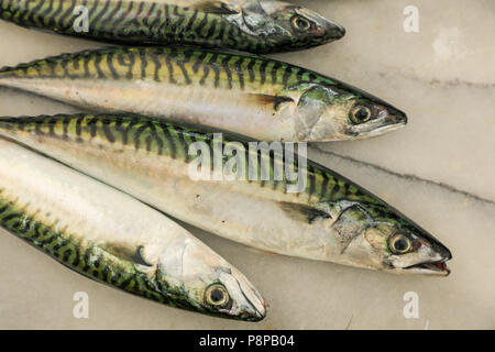 Frische Makrele Fisch, die in Omega-3-Öle und gut für eine gesunde Ernährung. Stockfoto