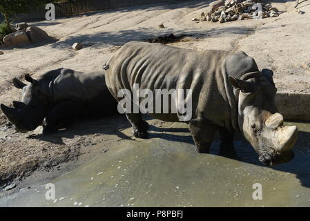 Madrid, Spanien. 12. Juli 2018. Zwei weiße Nashörner kühlt sich im Wasser in ihrem Gehege im Zoo Madrid, wo hohe Temperaturen bis 34° Celsius während des Nachmittags Stunden erreicht. Credit: Jorge Sanz/Pacific Press/Alamy leben Nachrichten Stockfoto