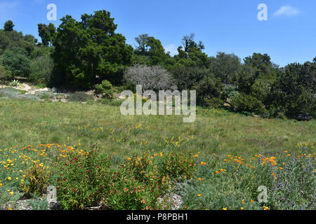 Blühende Feld mit unsuual und exotischen Bäumen entlang der Kante. Stockfoto