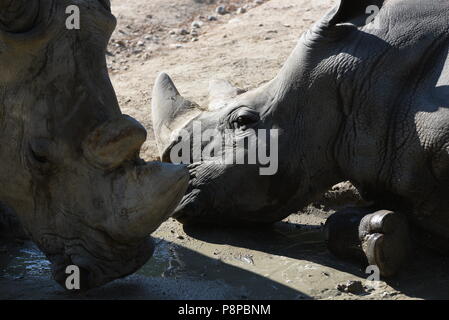 Madrid, Spanien. 12. Juli 2018. Zwei weiße Nashörner kühlt sich im Wasser in ihrem Gehege im Zoo Madrid, wo hohe Temperaturen bis 34° Celsius während des Nachmittags Stunden erreicht. Credit: Jorge Sanz/Pacific Press/Alamy leben Nachrichten Stockfoto