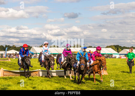 Shetland pony Kirchturm - chase auf Länder- und Game Show zeigen, Tabley Cheshire Cheshire Vereinigtes Königreich Stockfoto