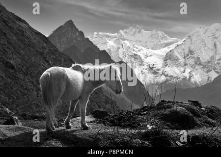 HIMAL CHULI und einem weißen Pferd im Dorf SAMDO auf der ganzen MANASLU Trekking - NUPRI REGION NEPALS Stockfoto