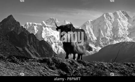 Ein YAK und HIMAL CHULI im Dorf SAMDO auf der ganzen MANASLU Trekking - NUPRI REGION NEPALS Stockfoto