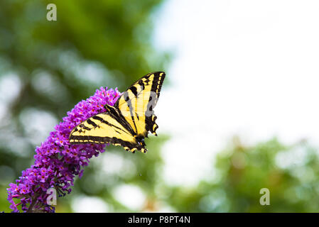 Schwalbenschwanz Schmetterling Fütterung auf Butterfly bush Blumen im Sommer Stockfoto