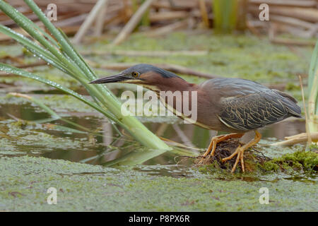 Green Heron (Butorides Virescens) Jagd in einem Süßwasser-Sumpf in Yolo County California Stockfoto