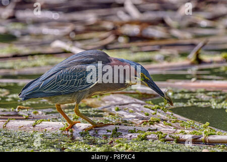 Green Heron (Butorides Virescens) mit Fischmehl in einem Süßwasser-Sumpf in Yolo County California Stockfoto