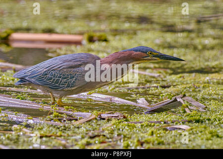 Green Heron (Butorides Virescens) Jagd in einem Süßwasser-Sumpf in Yolo County California Stockfoto