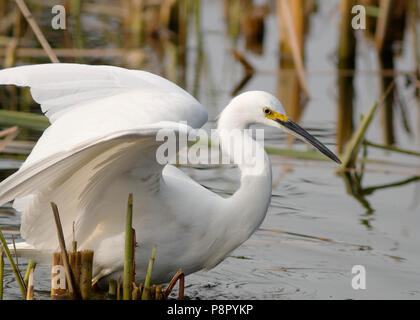 Ein Snowy Egret (Egretta thula) Jagd in einem cattail Marsh in Alameda, Kalifornien Stockfoto