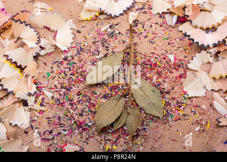 Trockene Blätter inmitten Farbe Bleistift rasieren Stockfoto