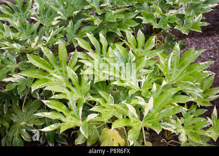 Fatsia japonica 'Variegata' Werk. Stockfoto