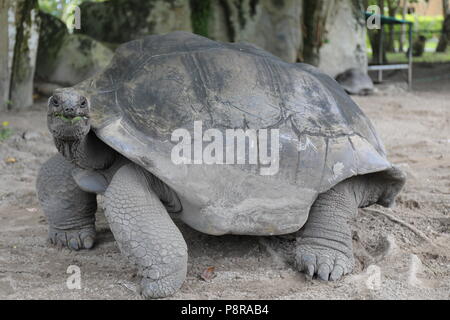 Seychellen-Schildkröte Stockfoto