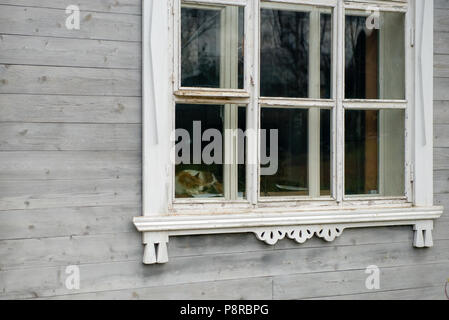 Die Katze ist schlafen in einem Haus im Dorf in der Nähe der Fenster. Blick von der Straße Stockfoto