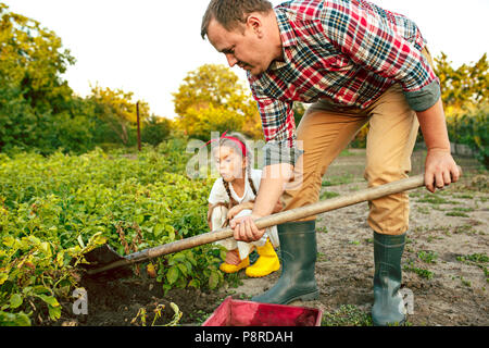 Landwirtschaft, Gartenbau, Landwirtschaft und Personen Konzept - junge Mann pflanzt Kartoffeln im Garten oder Hof Stockfoto