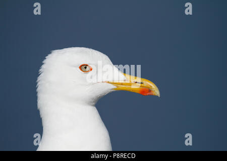 Kopf eines erwachsenen Heringsmöwe, Larus fuscus, gegen den blauen Himmel. Stockfoto