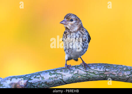 Goldfinch sitzt auf einem schönen trockenen Zweig, Wildnis und Tiere Stockfoto