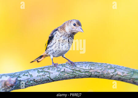 Wilden Vogel auf einem Zweig mit einem Muster, Wildnis und Tiere Stockfoto