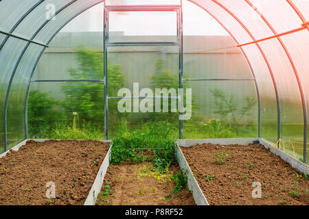 Wachsendes Gemüse in einem Gewächshaus im Land. Hohe Garten für die Anpflanzung von Gemüse. Stockfoto