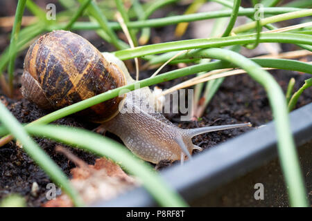 Ein Garten Schnecke, Helix aspersa, in schwarzer Samen Fach mit Garten Pflanzen, UK. Stockfoto