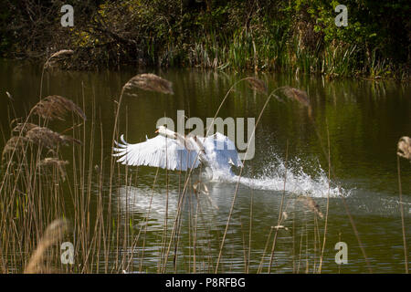 Foto eines männlichen Höckerschwan flattern seine Flügel beim Laufen auf dem Wasser Stockfoto