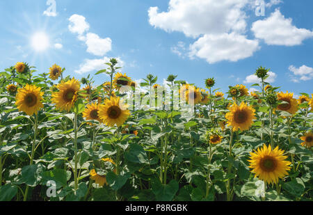 Sonnenblumen in der Sonne Stockfoto