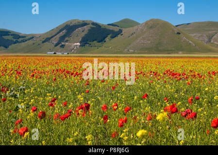 Schönen Sommer Landschaft am Piano Grande (Tiefebene) Hochplateau in der Apenninen, Castelluccio Di Norcia, Italien Stockfoto