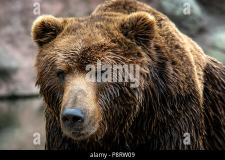 Kamtschatka Braunbär (Ursus arctos) beringianus. Braunes Fell, Gefahr und aggressives Tier. Große Säugetier aus Russland. Stockfoto