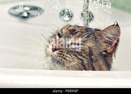 Nasse Katze in der Badewanne. Lustige Katze Stockfoto