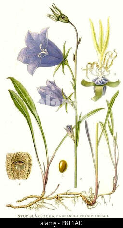 . 23 561 Campanula persicifolia Stockfoto